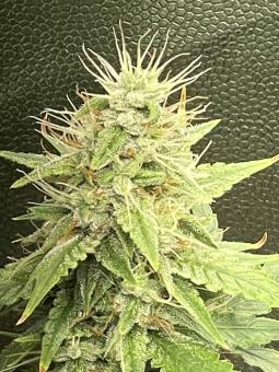 G14 Auto - картинка 2