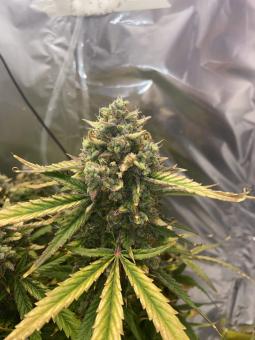 Auto Wembley - картинка 3