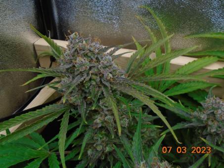 Banana Blaze - картинка 7