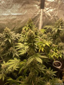 Quick Crack Genetics - картинка 3