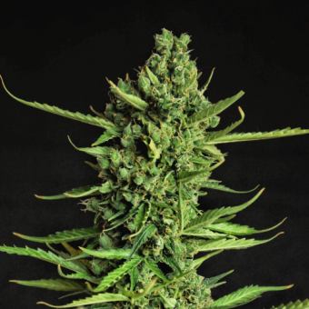 Devotchka Auto - картинка 4