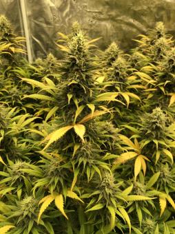 Black Jack - картинка 2