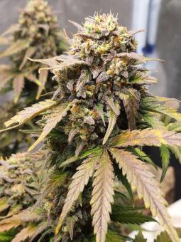 Northern Lights Auto - картинка 3