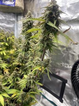 Trainwreck Auto - картинка 6