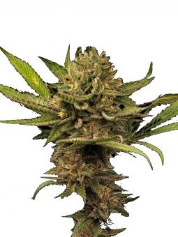 Hindu Kush Auto - картинка 1