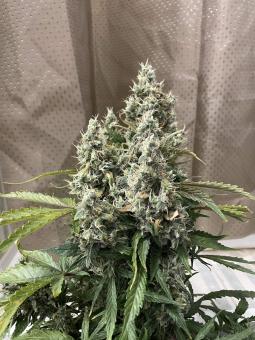 New York City - картинка 4