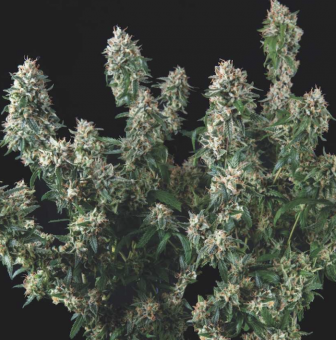 Tutankhamon x Cookies USA - картинка 1