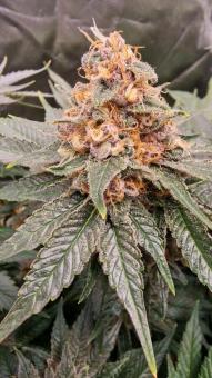 Black Cherry Punch - картинка 2