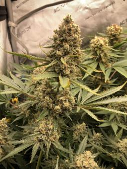 Galaxy - картинка 7