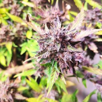 Crystal Meth Auto - картинка 2