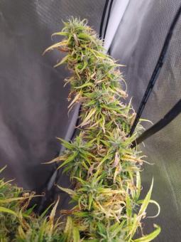 Arjan's Haze 3 - картинка 4