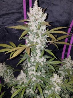 Girl Scout Cookies Auto - картинка 4