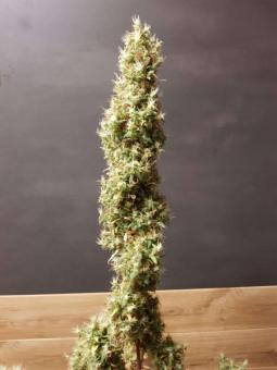 Deepforest Super Auto - картинка 2