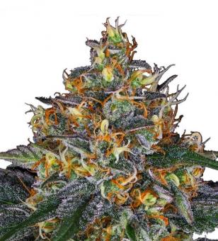 Moby Dick Auto - картинка 1