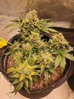 Auto American Pie - картинка 4