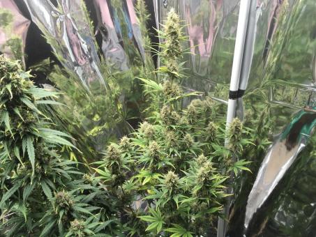 Big Bang Auto - картинка 3