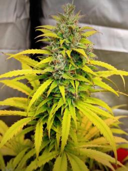 Auto Mass genetics - картинка 2