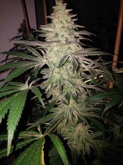 Og Confidential - картинка 2