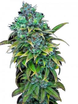 Kali Mist reg - картинка 8