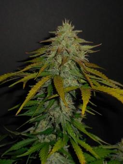 Sour Chocodiesel genetics - картинка 2