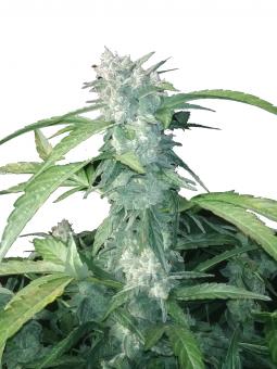 Negra44 - картинка 1