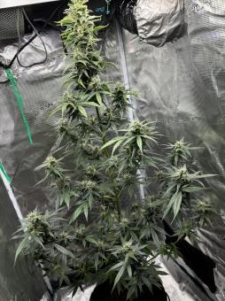 Rucu Cucu OG Auto - картинка 2