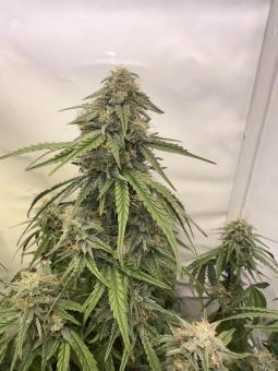 Sugarlato Auto - картинка 5