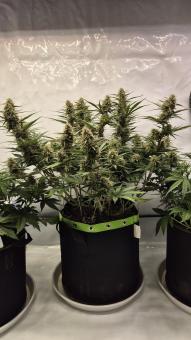 Papaya Zoap Auto - картинка 3