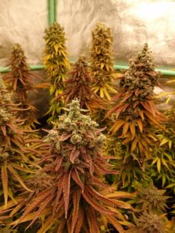 Banana Krumble - картинка 4