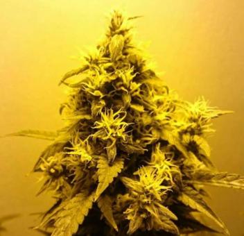 AK-47 - картинка 7