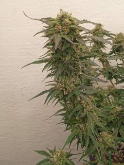 Super Critical Auto - картинка 2