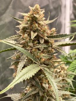 Papaya Cookies Auto - картинка 1