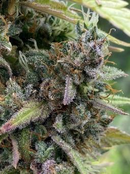 Purple Punch Auto - картинка 2