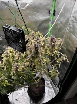 Green Papaya - картинка 1