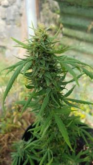 Vertigo Auto - картинка 3