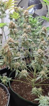 Mendocino Skunk - картинка 4