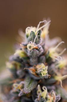 Sweetopia - картинка 5