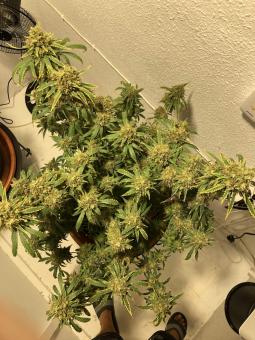 White Berry - картинка 2