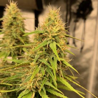 Delicious Candy Auto  - картинка 3