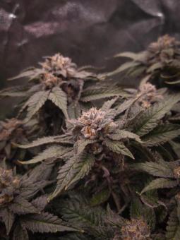 Lemonpaya - картинка 3