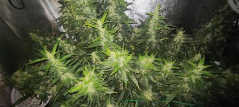 Sweet Mix Feminised - картинка 5