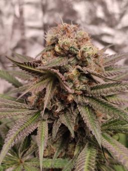 Kong's Krush - картинка 5