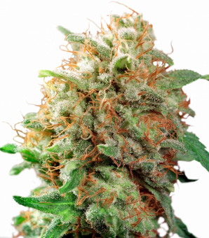 Mazar - картинка 2