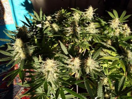 Prima Hollandica - картинка 6