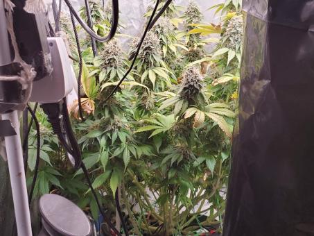 Romulan - картинка 4