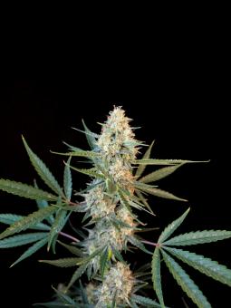 Ice Auto - картинка 2