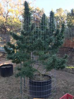 Himalaya Gold - картинка 3