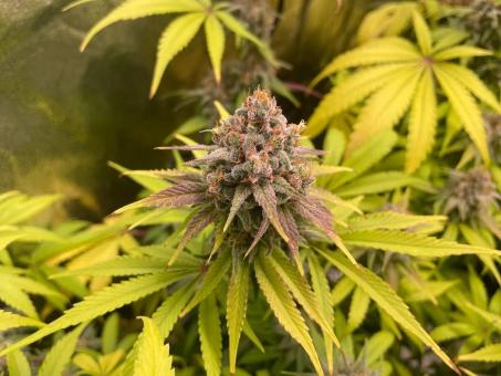 Moby Dick - картинка 5