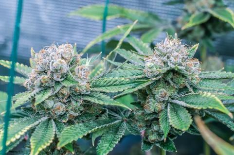 Delicius Cookies Early Version - картинка 4