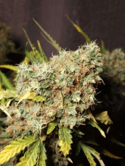 Purple OG Punch - картинка 8